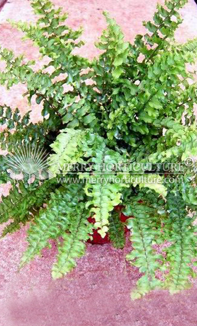 Nephrolepsis Teddy Junior